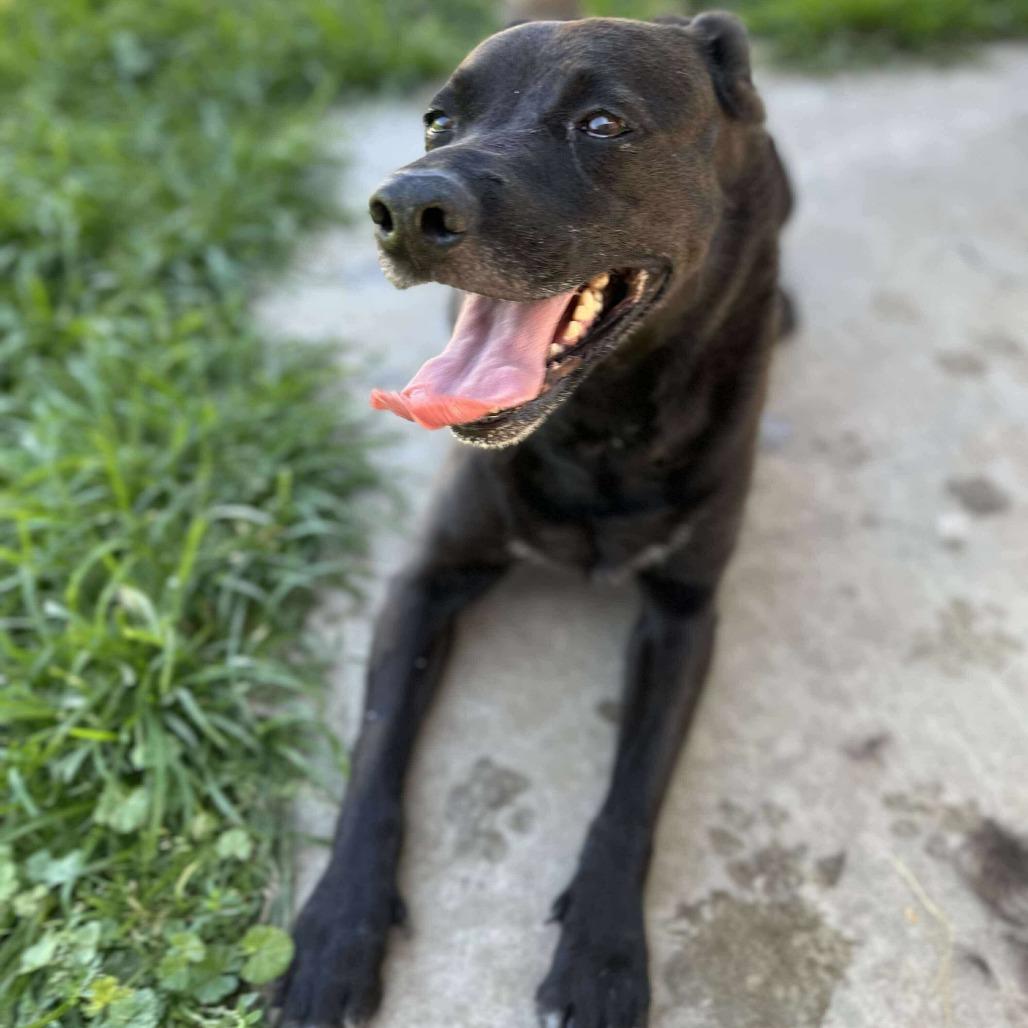 Enlarge Midnight Misty, a Adoptable Mixed Breed in Turlock, CA image 4/6