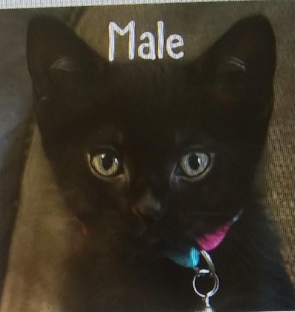 Lawson, Adopted, Kitten Male Domestic Short Hair.