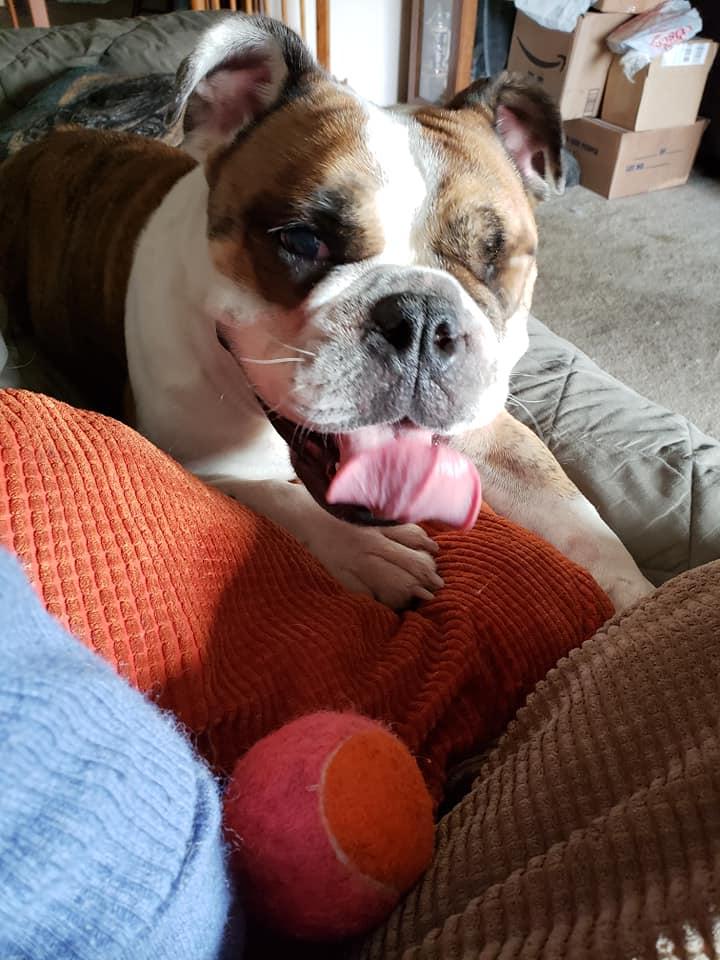Sparrow, Adopted, Adult Female English Bulldog.