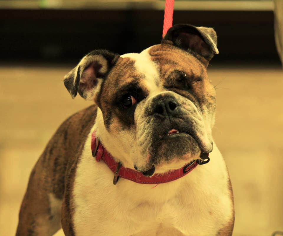 Sparrow, a Adopted English Bulldog in Hillside, IL image 2/3
