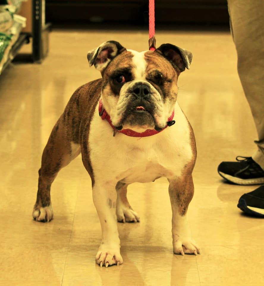 Sparrow, a Adopted English Bulldog in Hillside, IL image 3/3