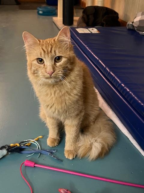 Enlarge George, a Adoptable Domestic Medium Hair in Atlanta, GA image 3/5