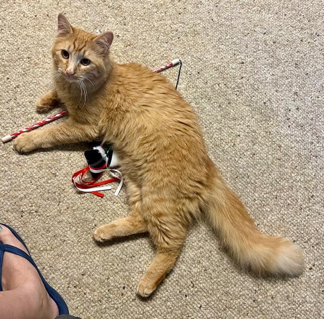 Enlarge George, a Adoptable Domestic Medium Hair in Atlanta, GA image 5/5