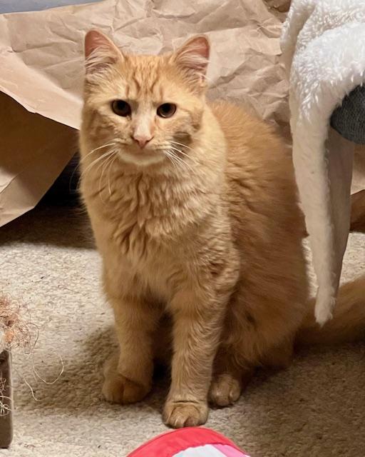 Enlarge George, a Adoptable Domestic Medium Hair in Atlanta, GA image 2/5