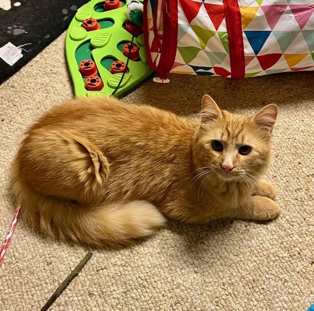 George, Adoptable, Young Male Domestic Medium Hair.
