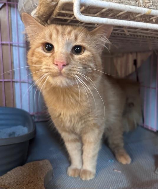 Enlarge George, a Adoptable Domestic Medium Hair in Atlanta, GA image 4/5