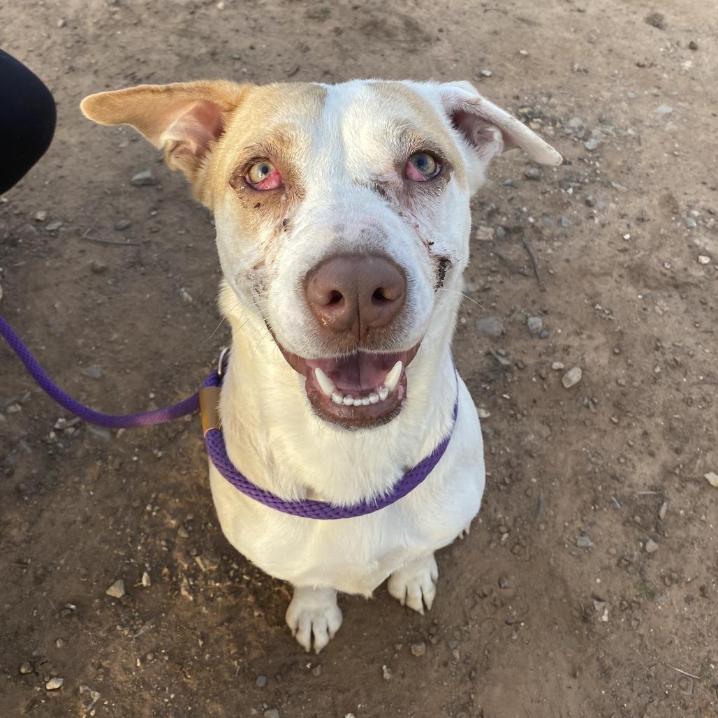 Delilah, a Adoptable mixed breed in Stillwater, OK image 2/3