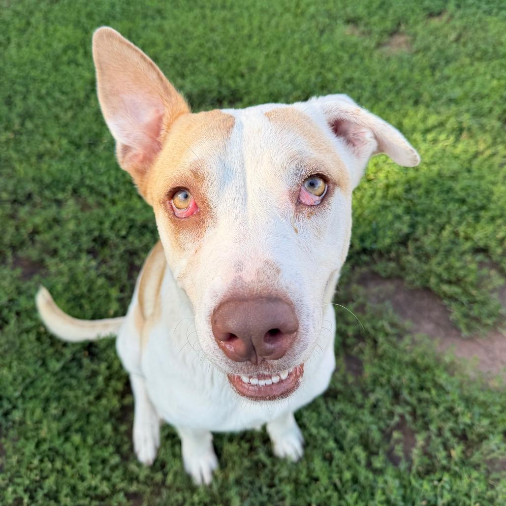 Delilah, a Adoptable mixed breed in Stillwater, OK image 3/3