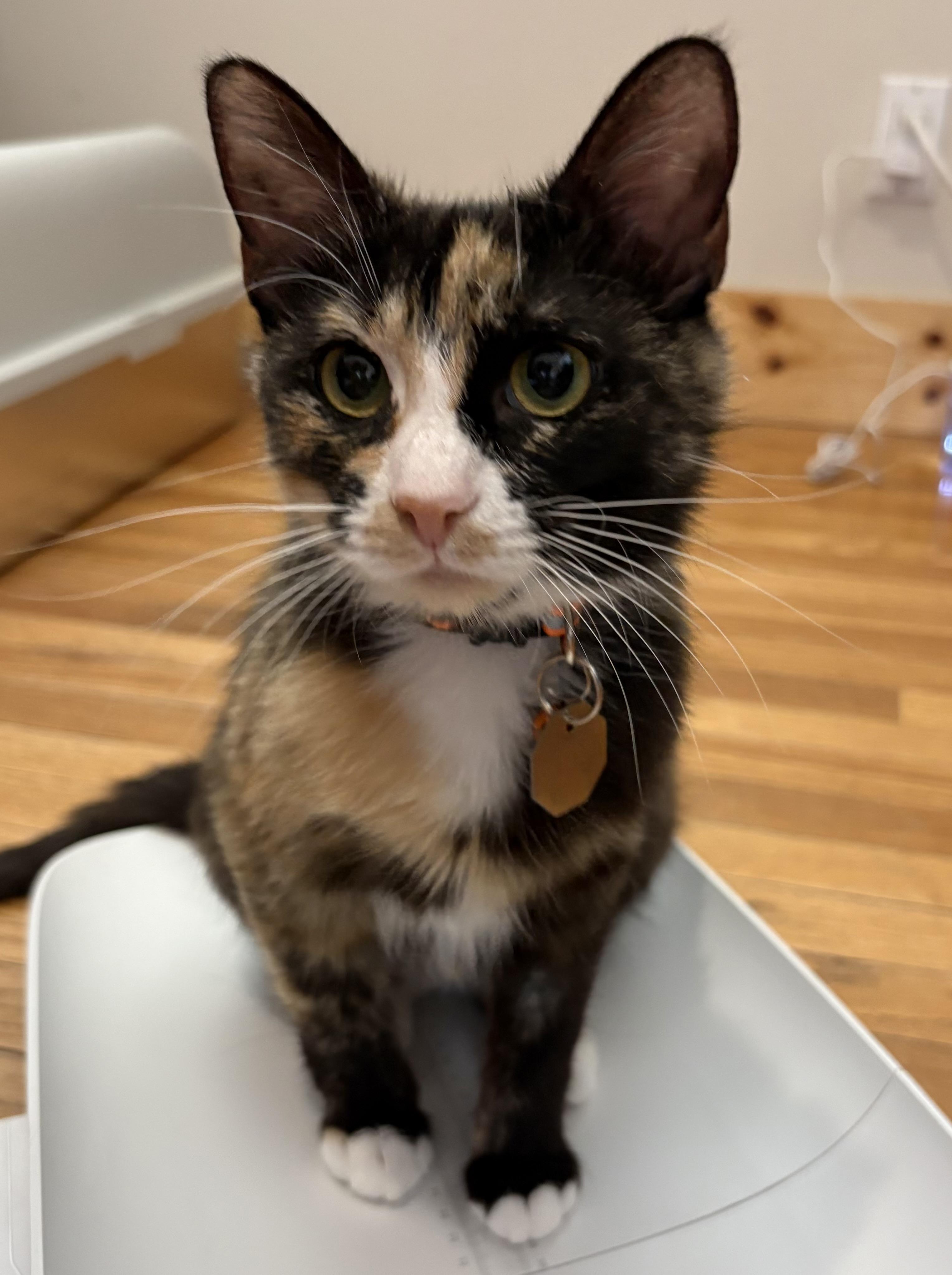 Nova, an adopted Domestic Short Hair in Salt Lake City, UT image 3/5