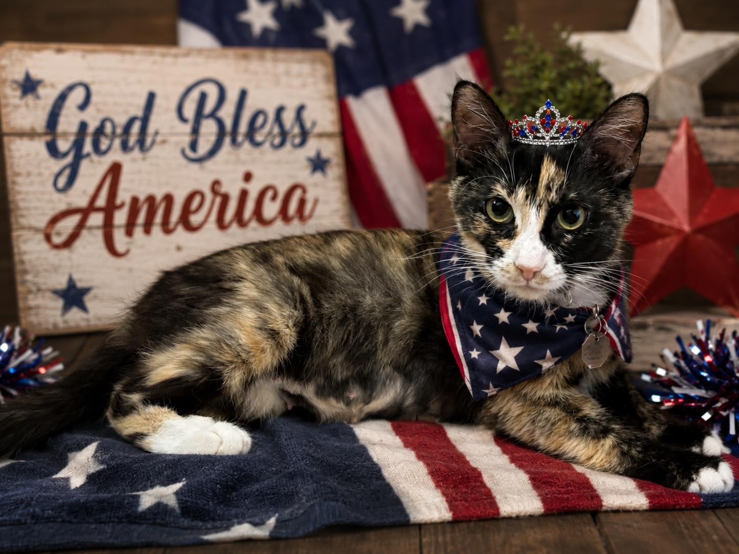 Nova, adopted, Kitten Female Domestic Short Hair.