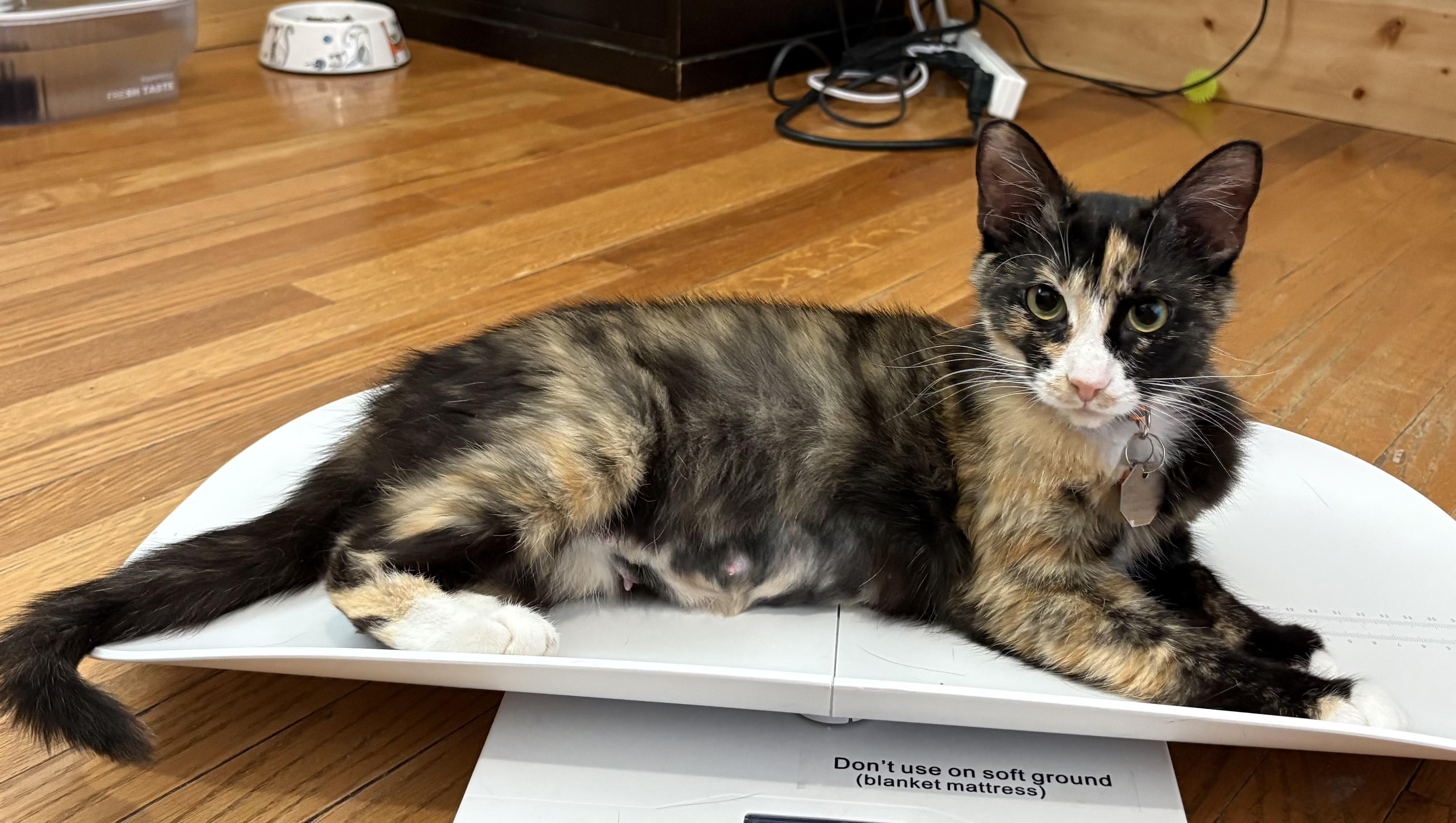 Nova, an adopted Domestic Short Hair in Salt Lake City, UT image 4/5