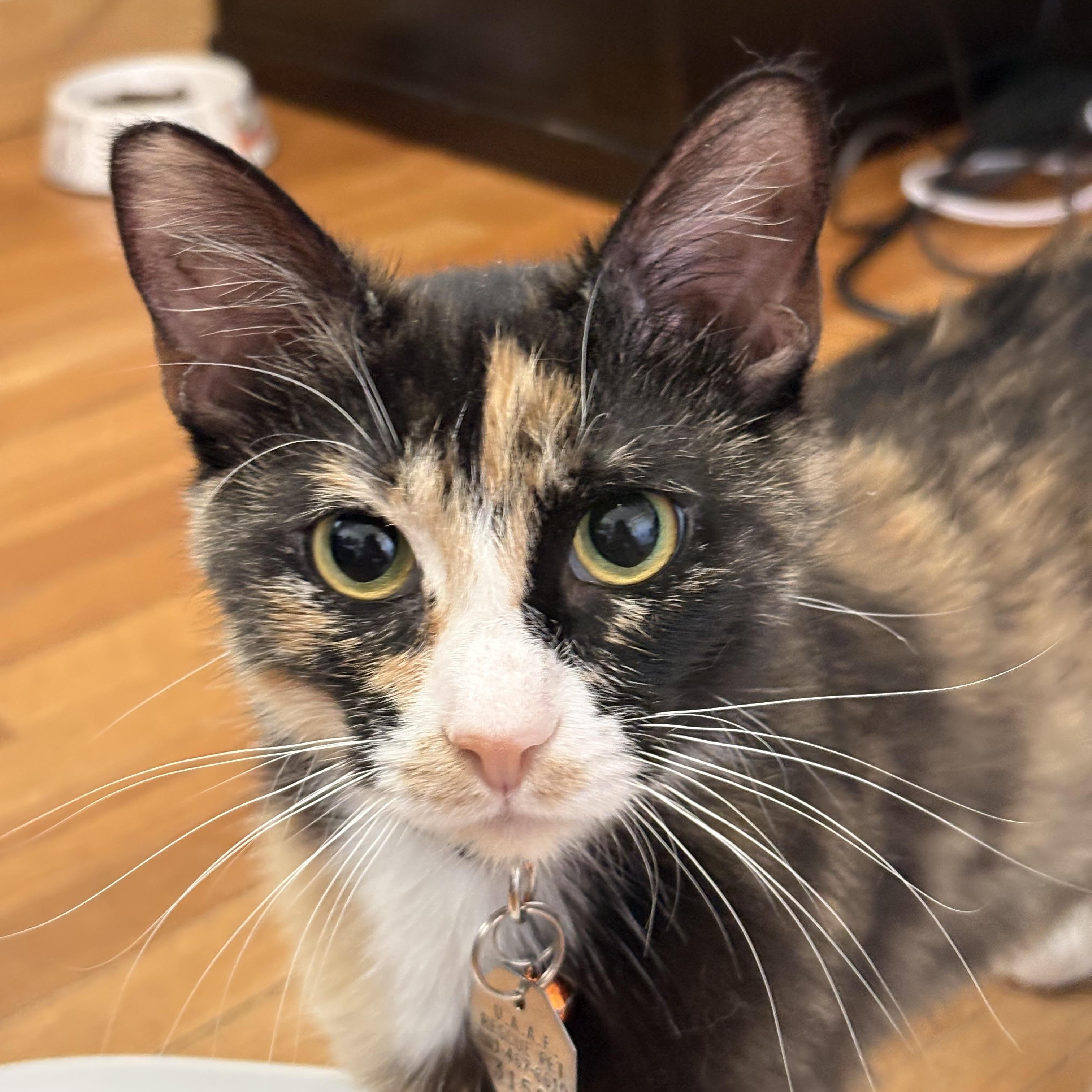 Nova, an adopted Domestic Short Hair in Salt Lake City, UT image 2/5