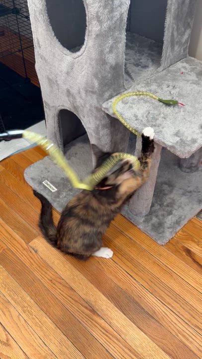 Enlarge Nova, an adopted Domestic Short Hair in Salt Lake City, UT video 5/5
