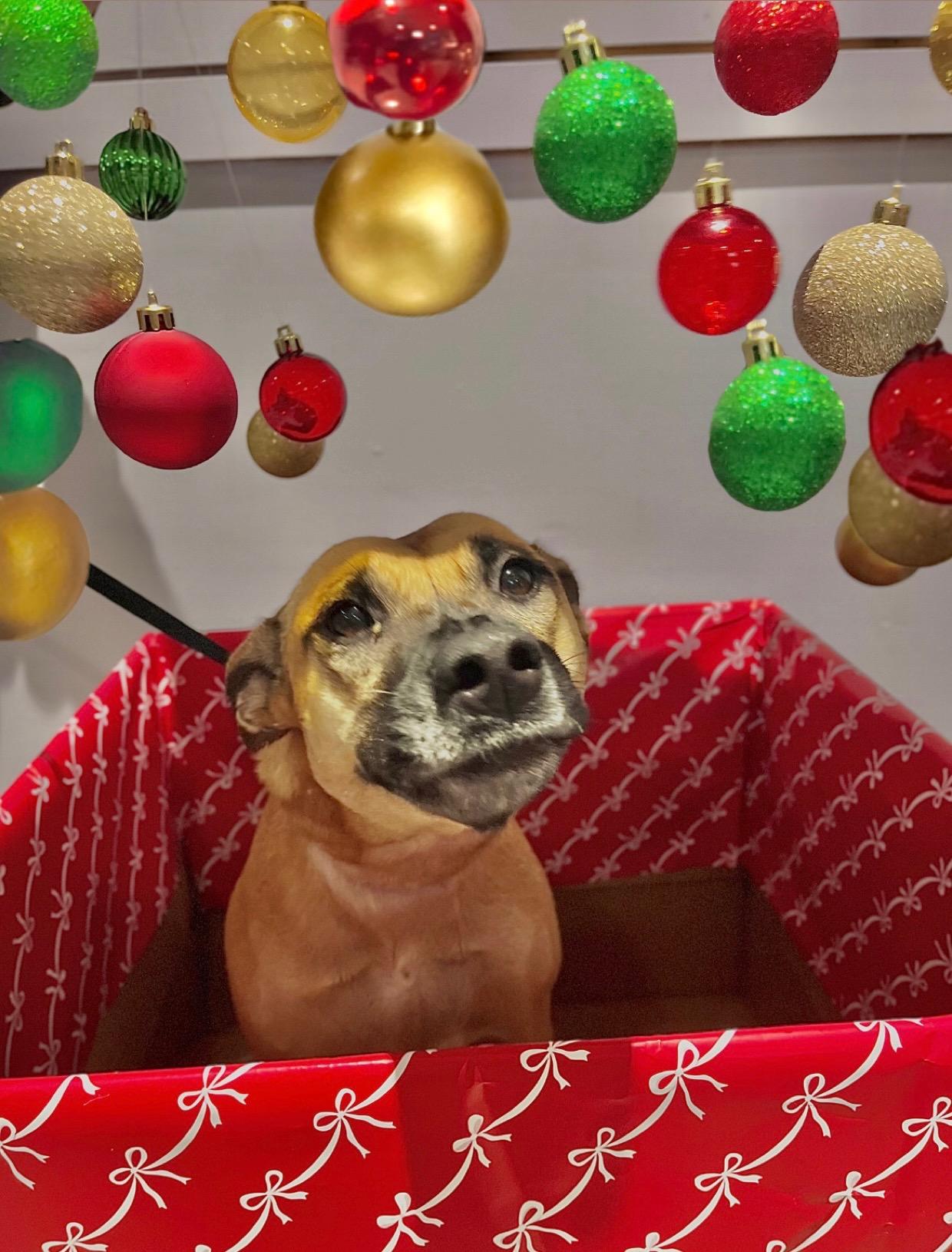 Bonnie, a Adoptable mixed breed in Houston, TX image 2/4