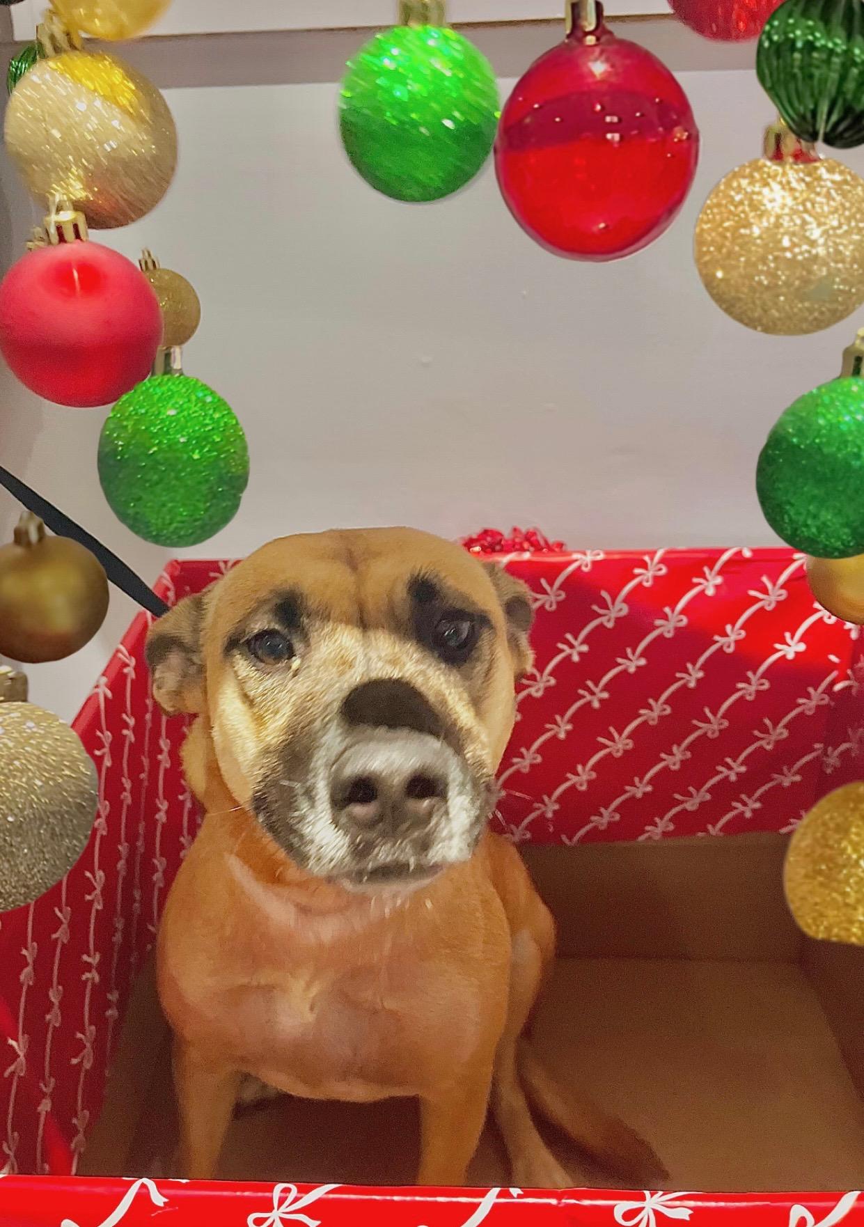 Bonnie, a Adoptable mixed breed in Houston, TX image 3/4