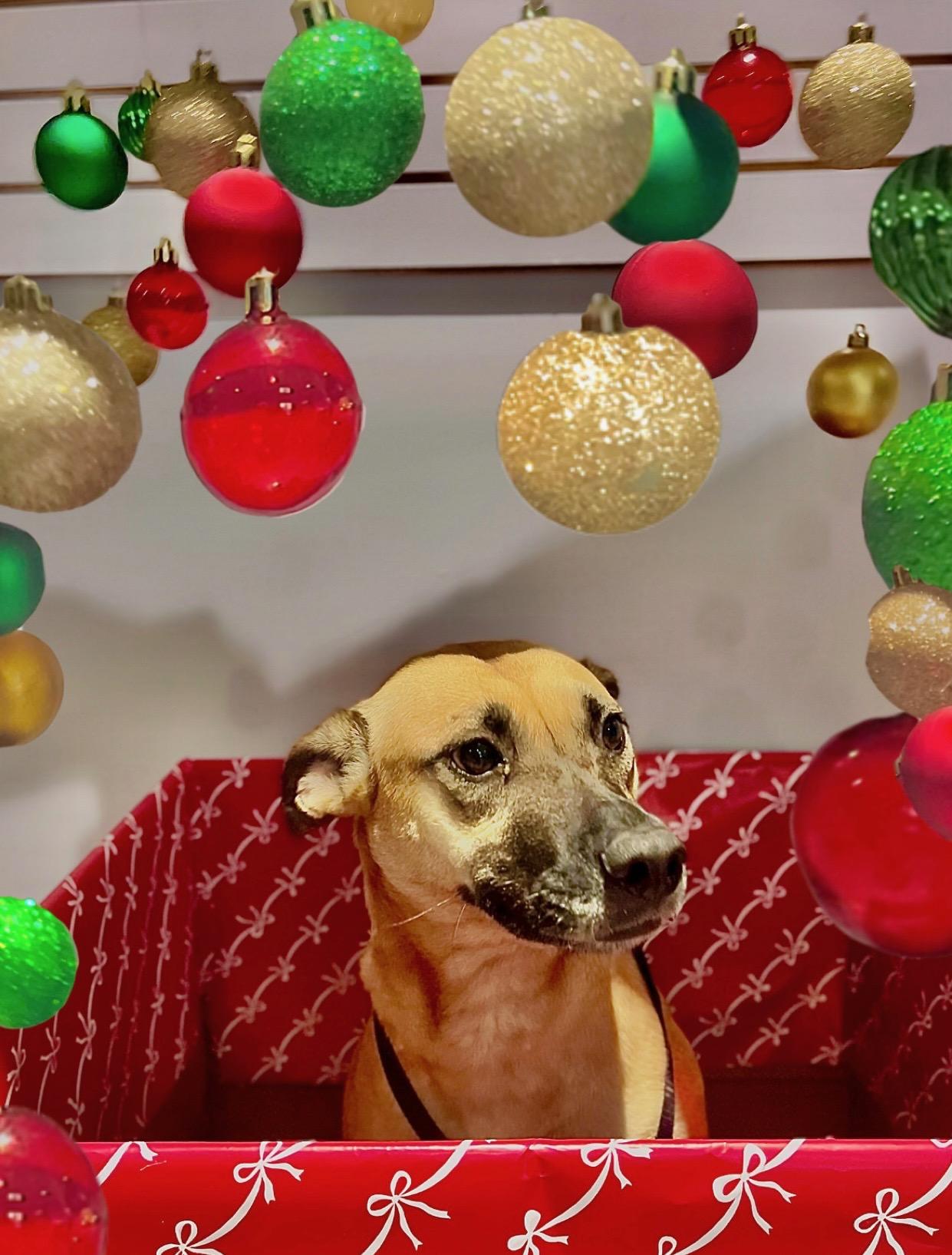 Bonnie, a Adoptable mixed breed in Houston, TX image 4/4