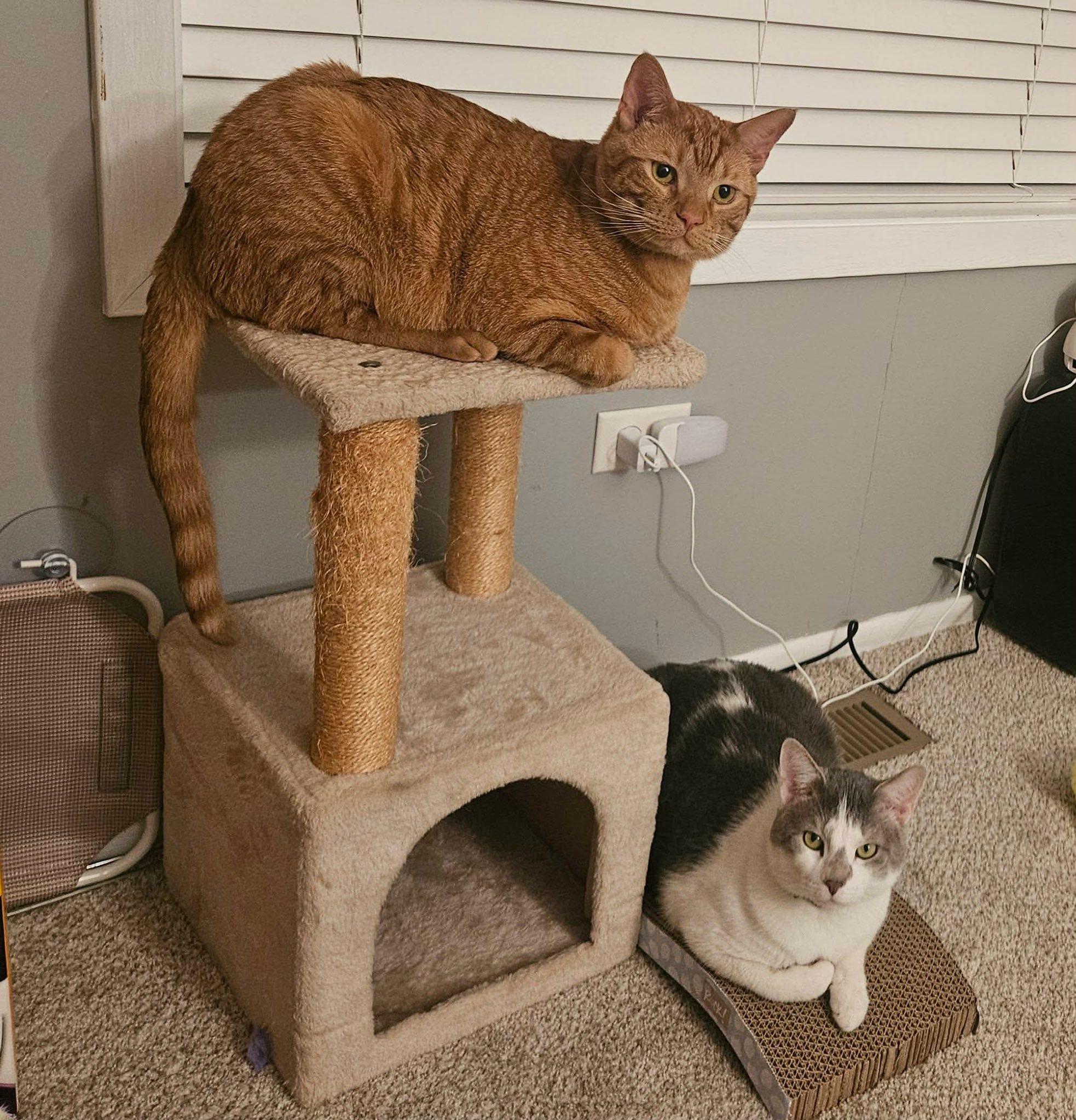 Alexander, a Adoptable Domestic Short Hair in Elgin, IL image 4/6