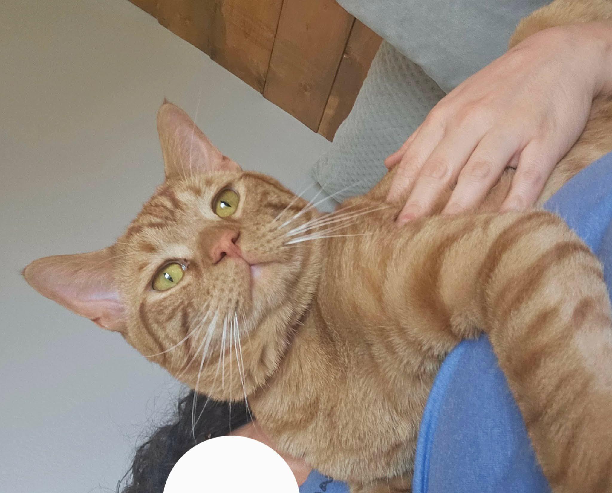 Alexander, a Adoptable Domestic Short Hair in Elgin, IL image 6/6