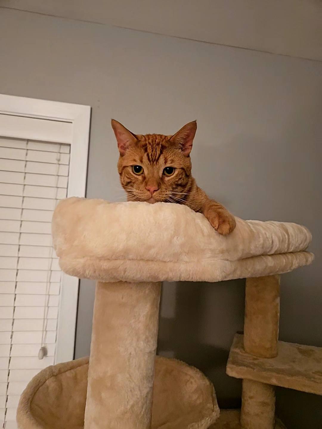 Alexander, a Adoptable Domestic Short Hair in Elgin, IL image 5/6