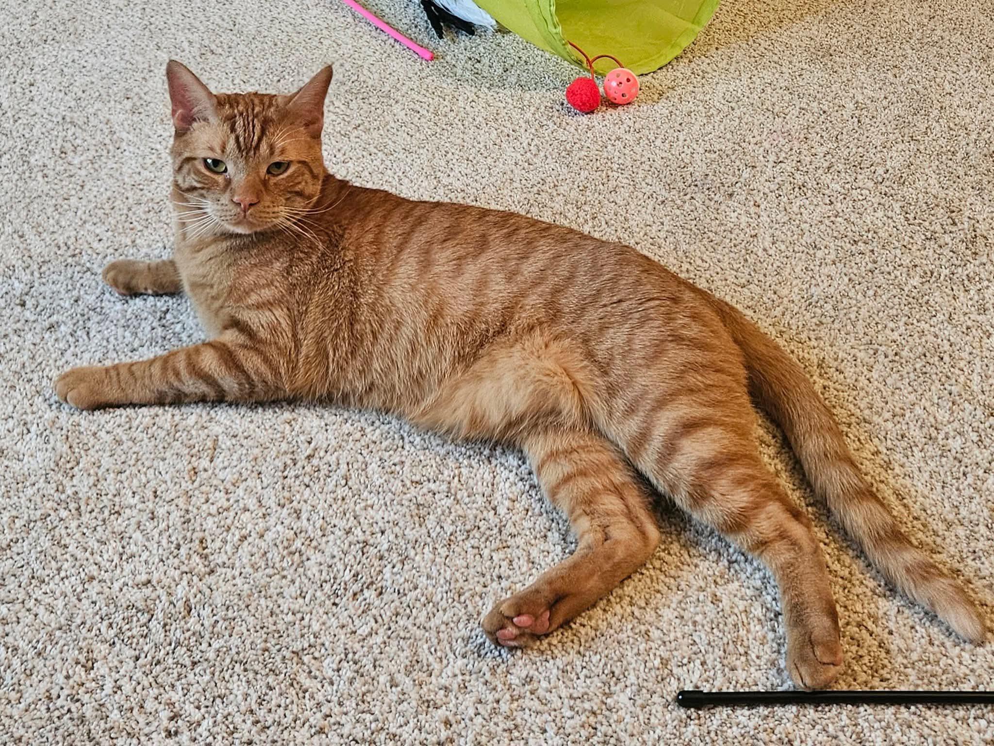 Alexander, Adoptable, Adult Male Domestic Short Hair.