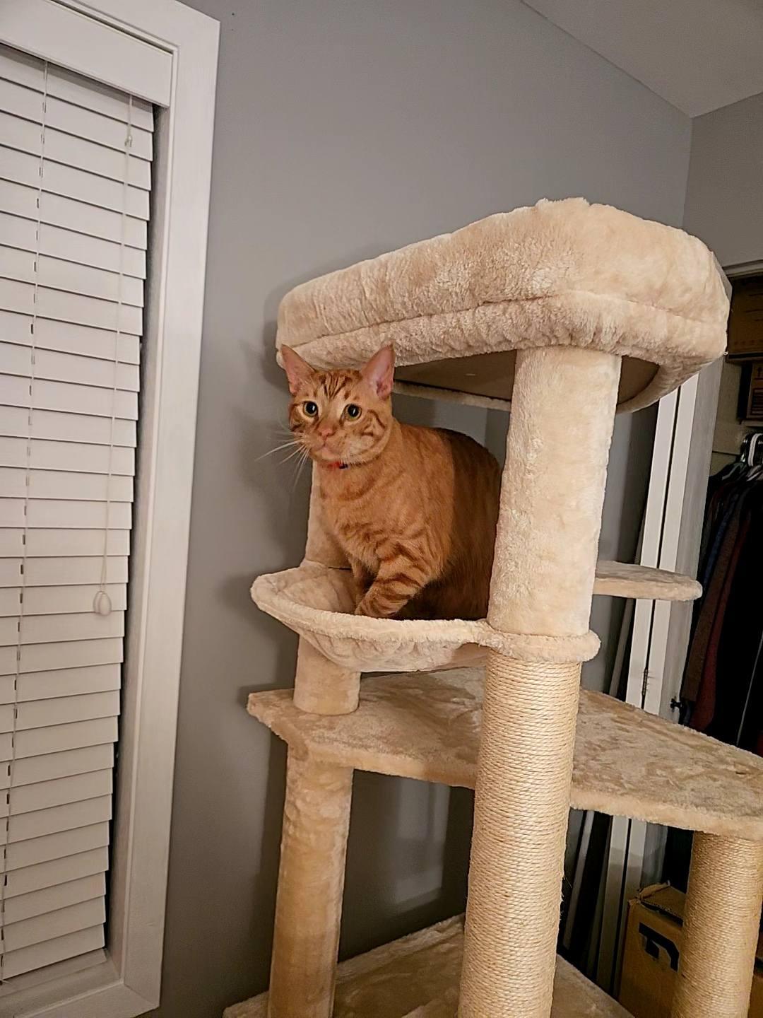 Alexander, a Adoptable Domestic Short Hair in Elgin, IL image 2/6