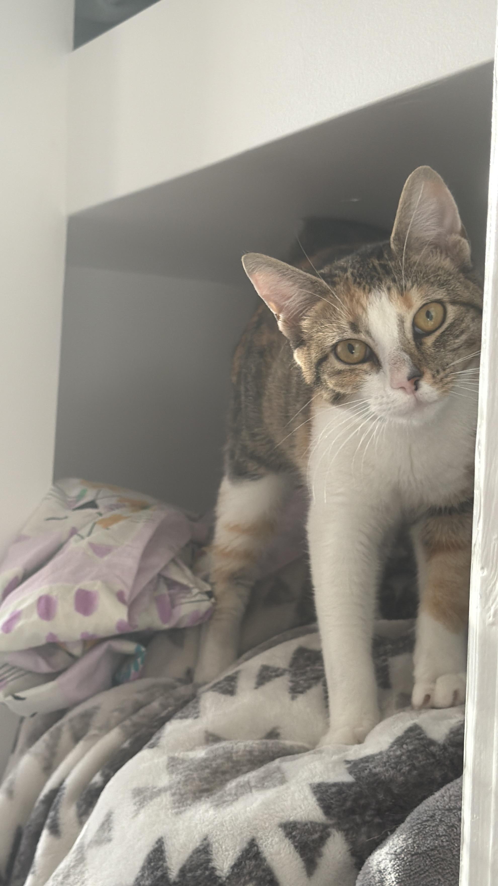 Enlarge Sally, a ADOPTABLE American Shorthair in Philadelphia, PA image 1/4