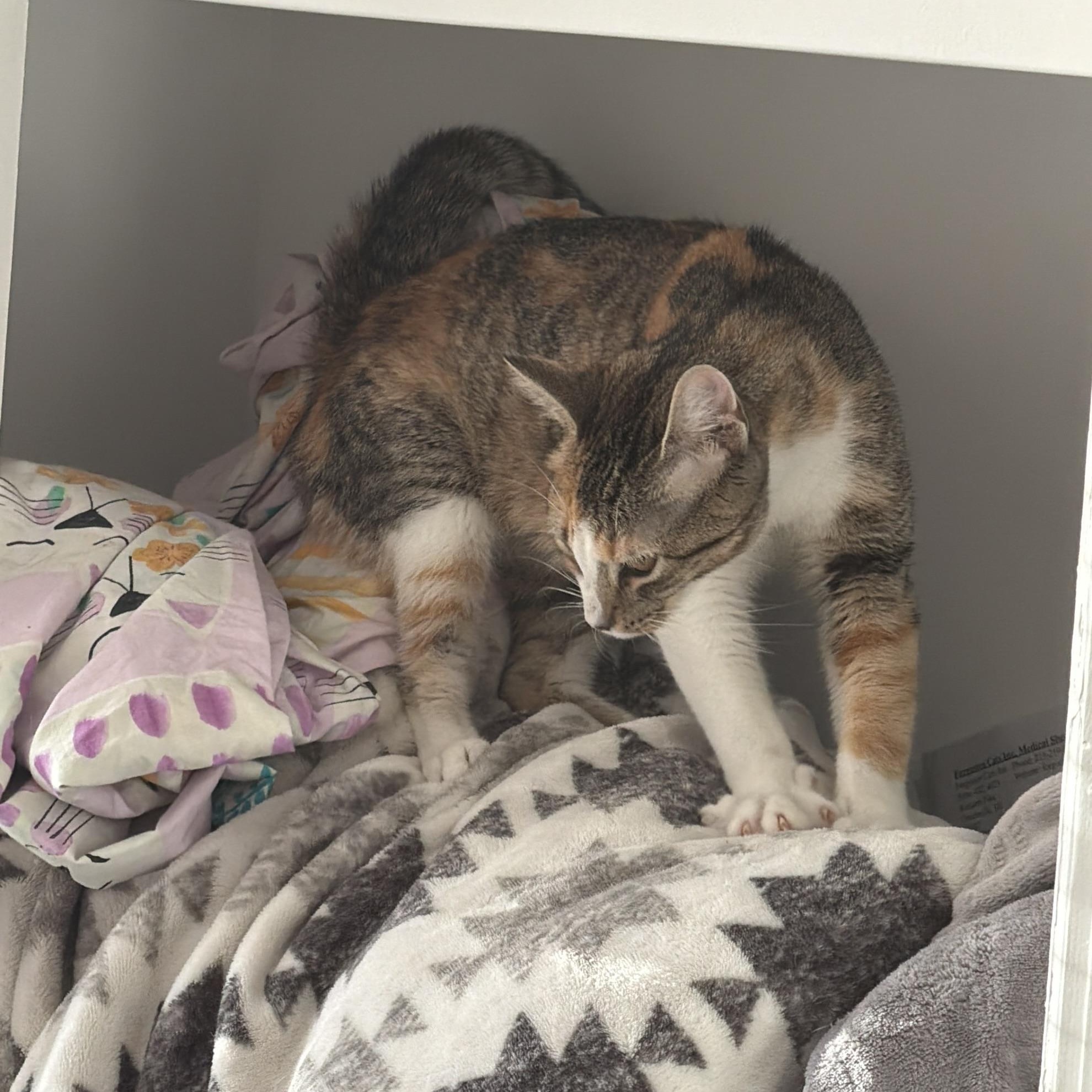 Enlarge Sally, a ADOPTABLE American Shorthair in Philadelphia, PA image 2/4