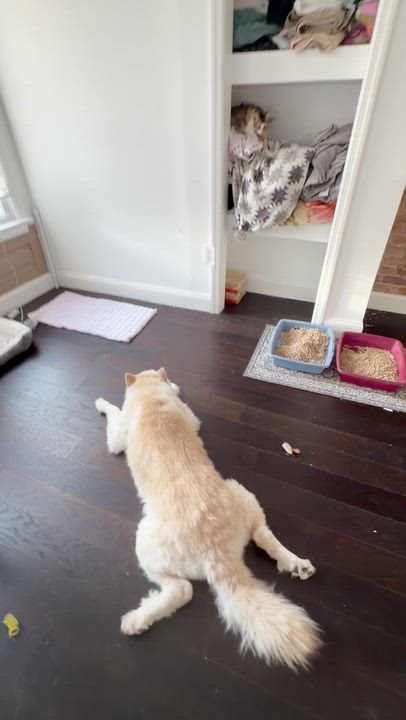 Enlarge Sally, a ADOPTABLE American Shorthair in Philadelphia, PA video 3/4