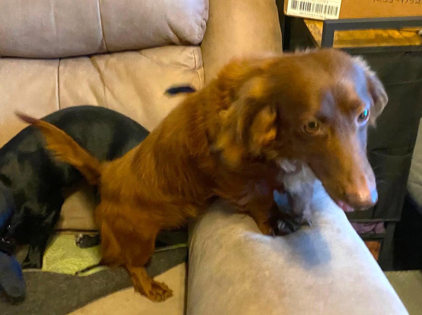 Rexx Doxie TX, a Adoptable Dachshund in Boonton, NJ image 2/2