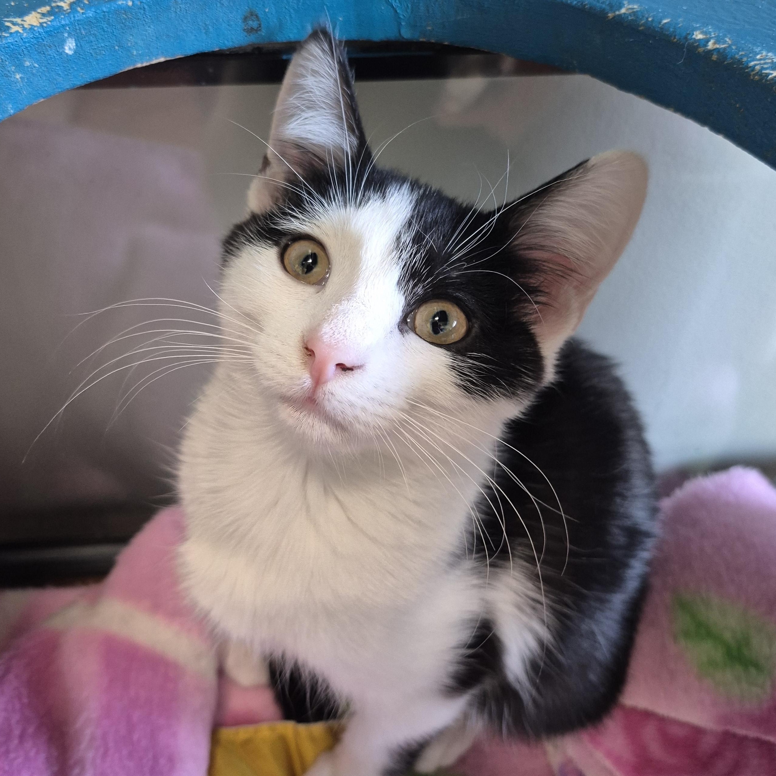 Blanche, a Adoptable Domestic Short Hair in Tioga, PA image 3/6