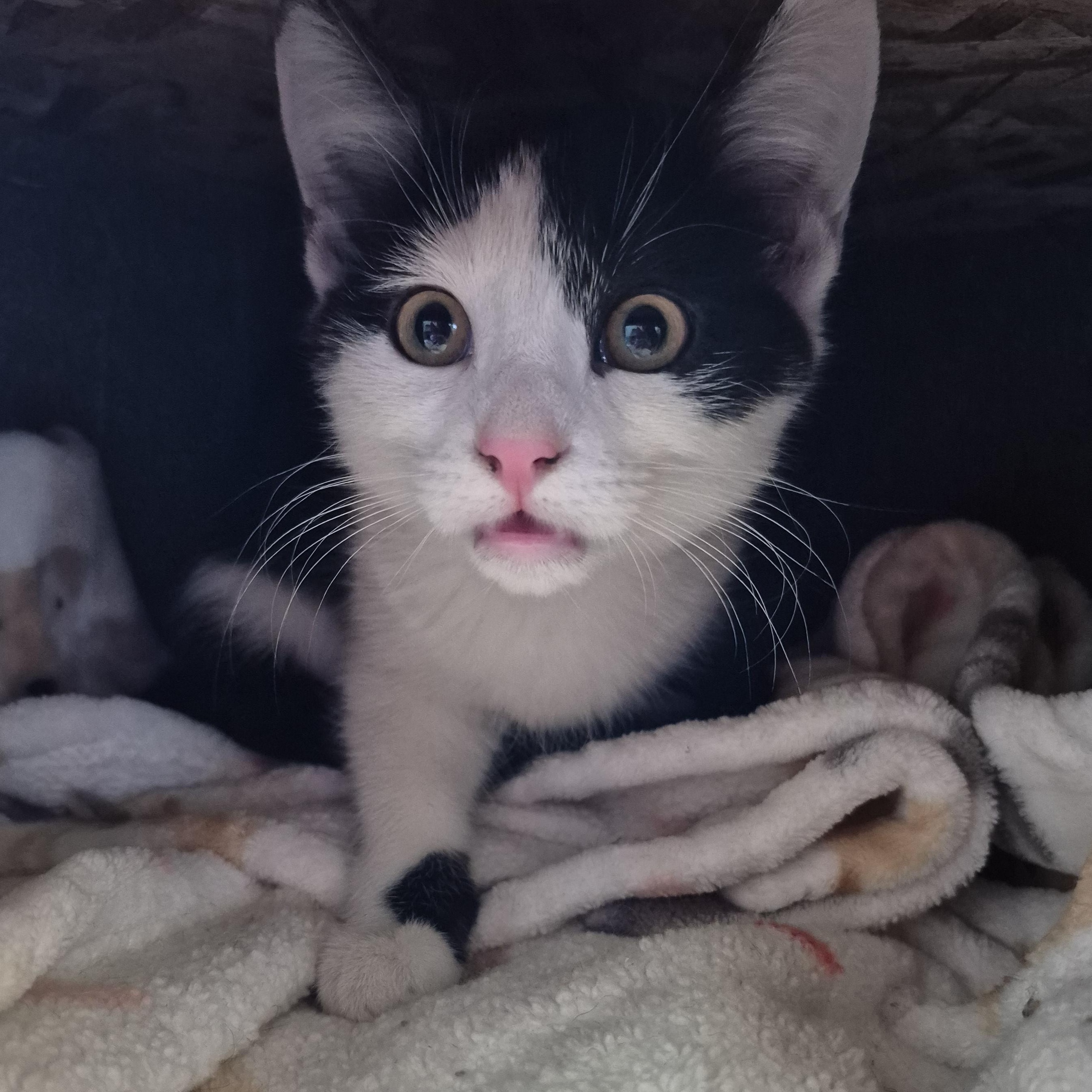 Blanche, a Adoptable Domestic Short Hair in Tioga, PA image 2/6