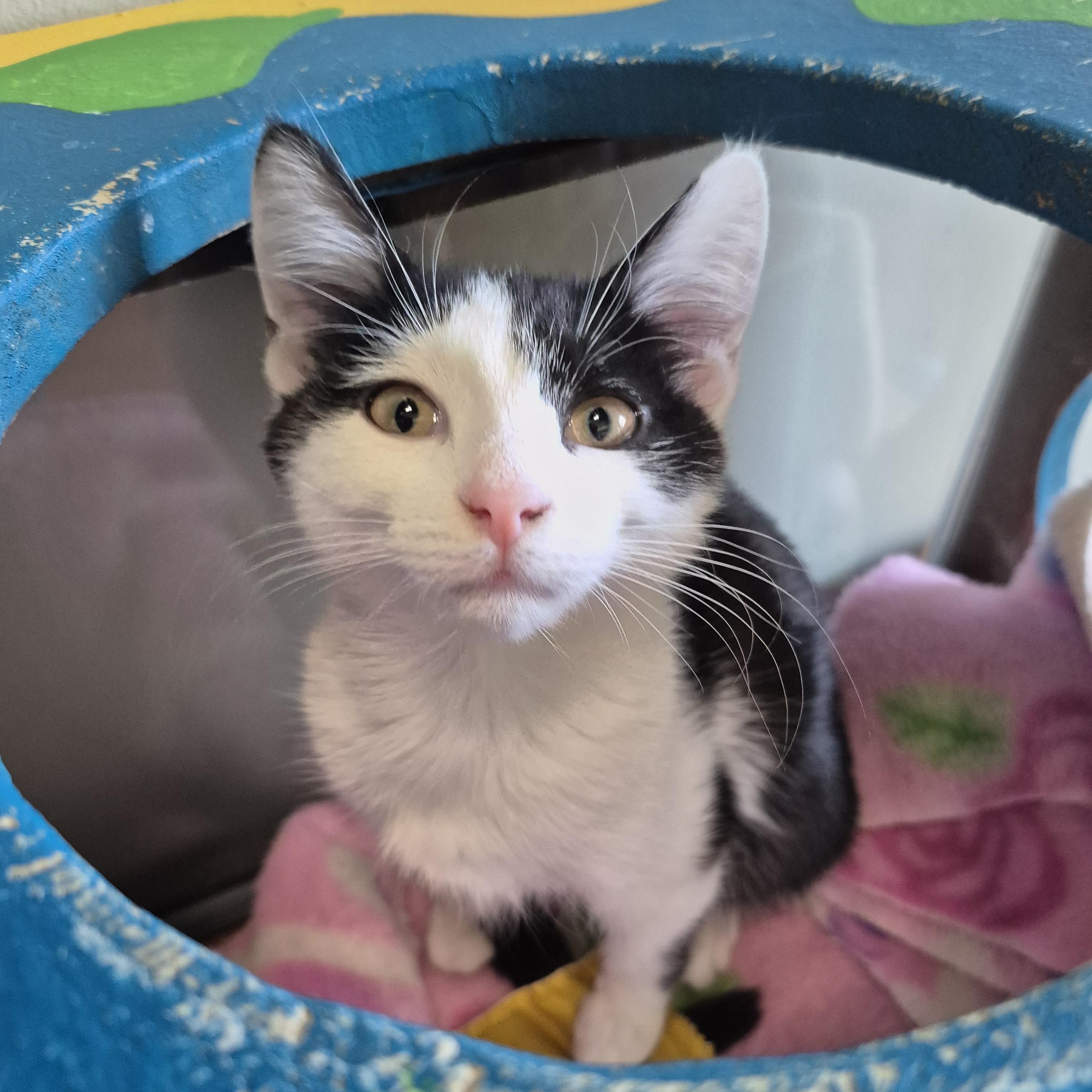 Blanche, a Adoptable Domestic Short Hair in Tioga, PA image 4/6