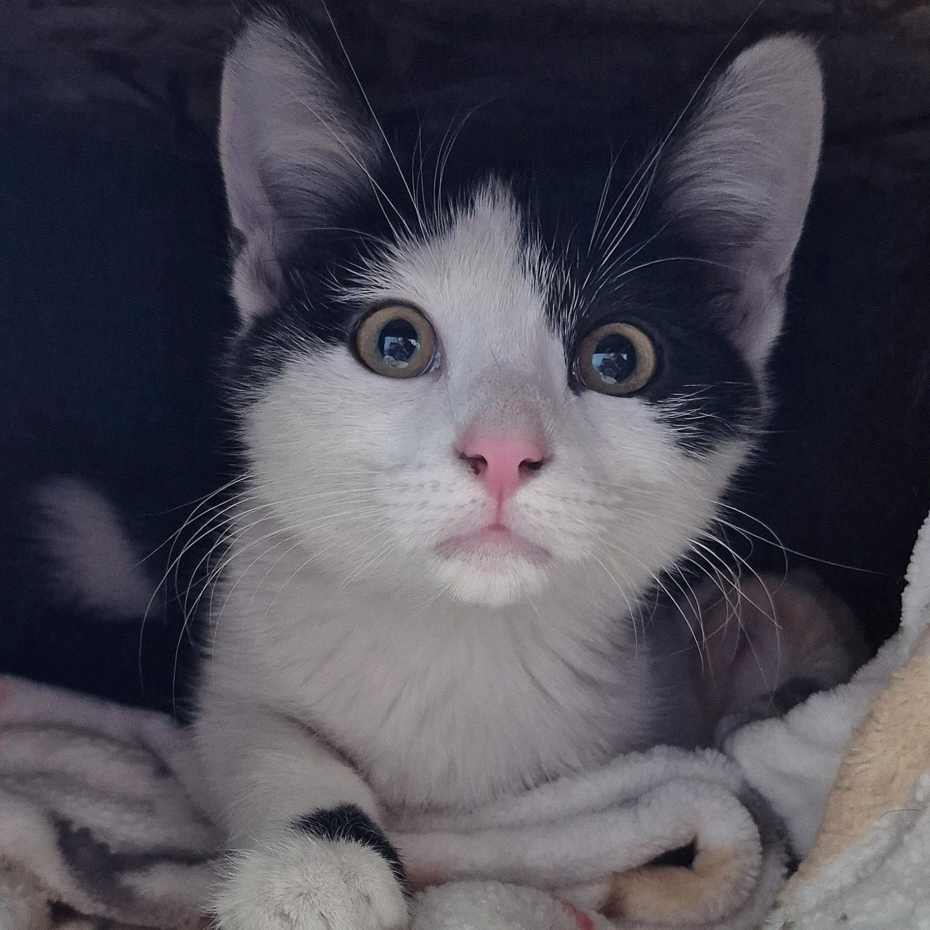 Blanche, Adoptable, Kitten Female Domestic Short Hair.