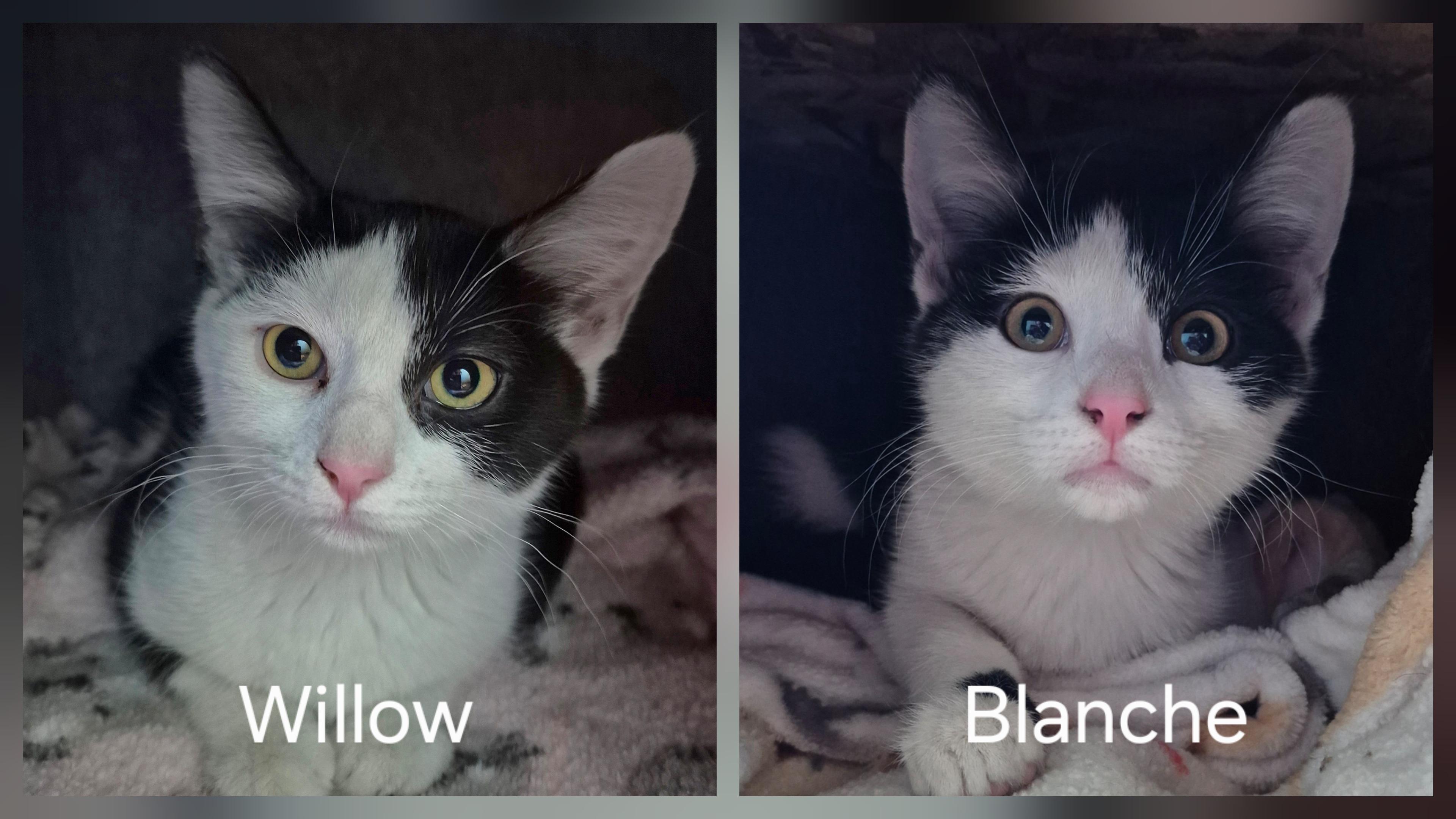 Blanche, a Adoptable Domestic Short Hair in Tioga, PA image 6/6