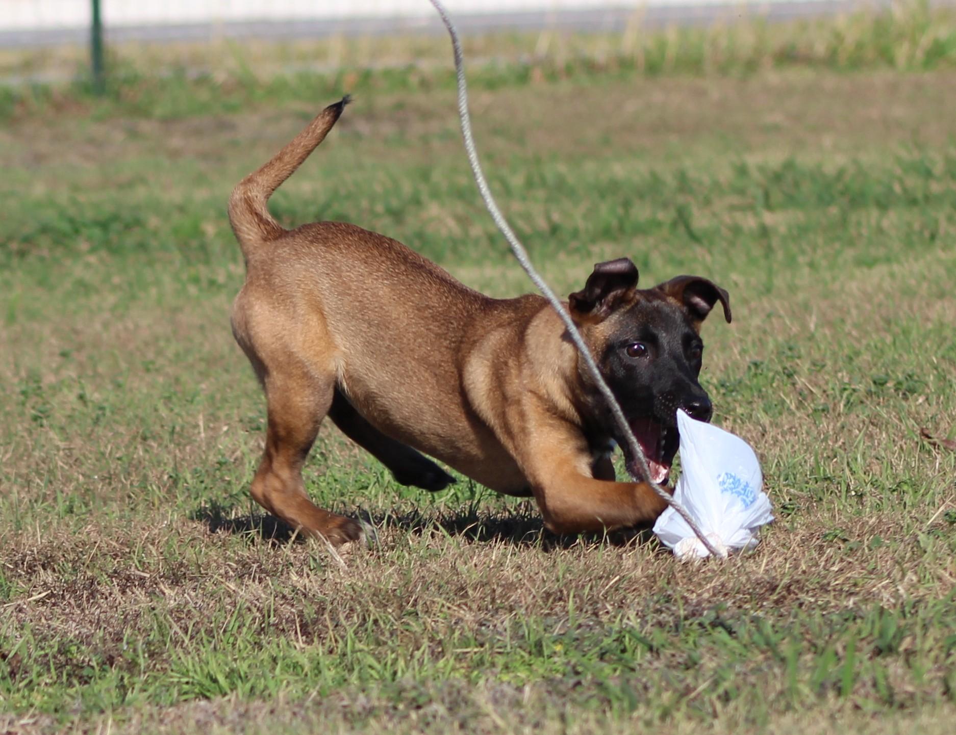 Enlarge Bo Peep, an adoptable Belgian Shepherd / Malinois in Temple, TX image 4/6