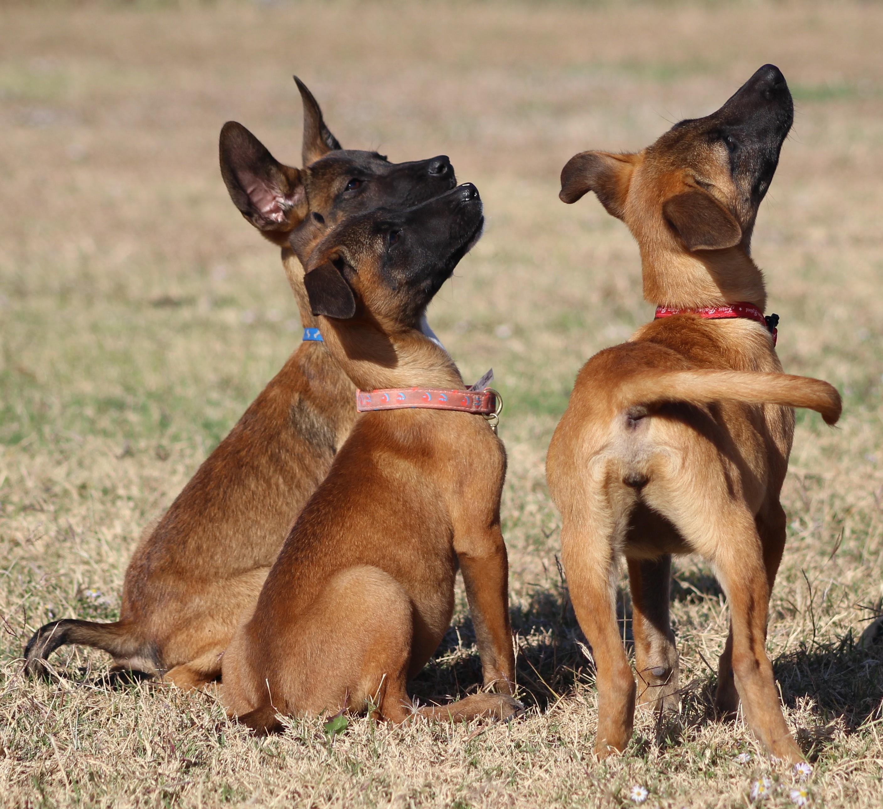 Enlarge Bo Peep, an adoptable Belgian Shepherd / Malinois in Temple, TX image 1/6