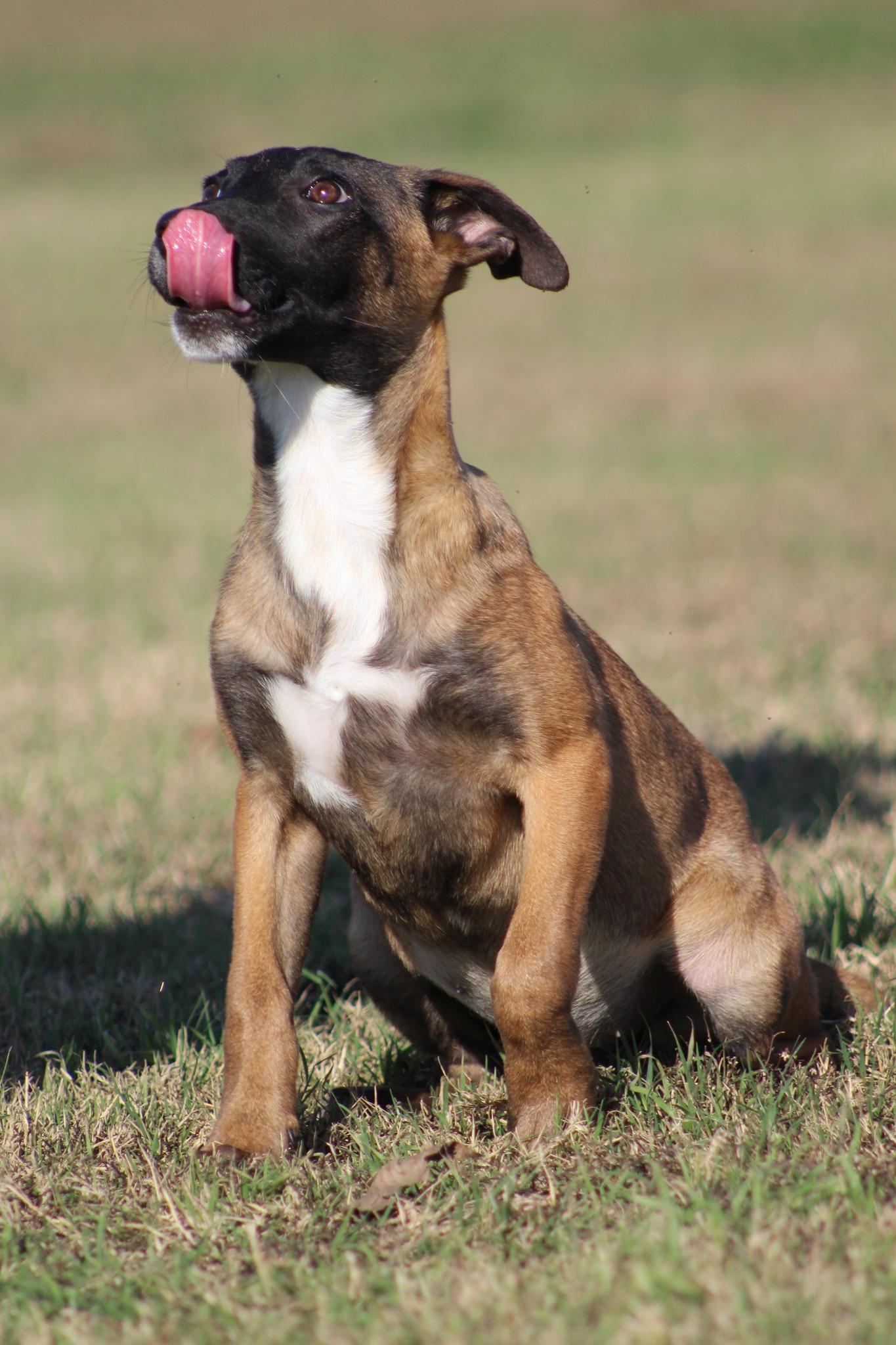 Enlarge Bo Peep, an adoptable Belgian Shepherd / Malinois in Temple, TX image 3/6
