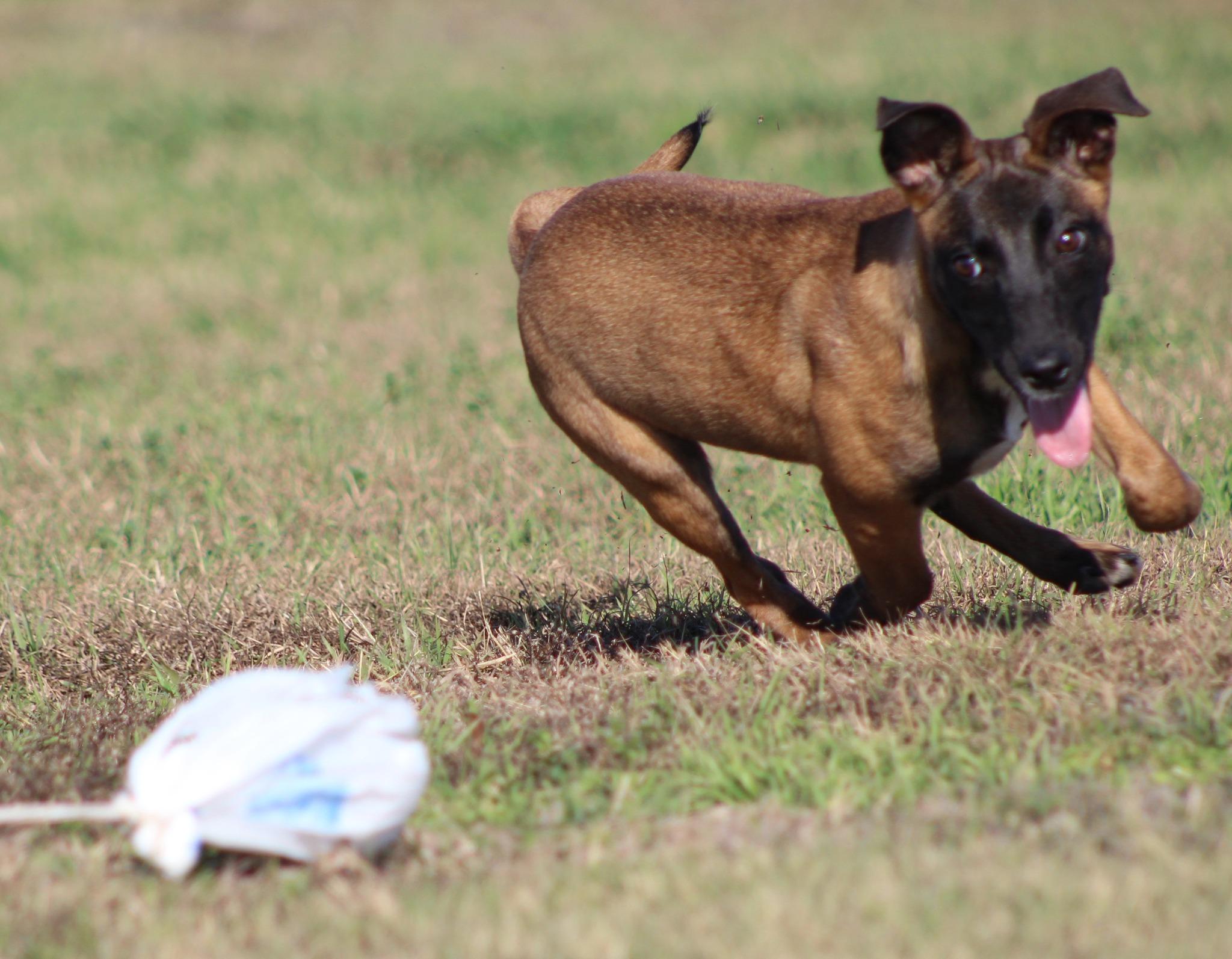Enlarge Bo Peep, an adoptable Belgian Shepherd / Malinois in Temple, TX image 2/6