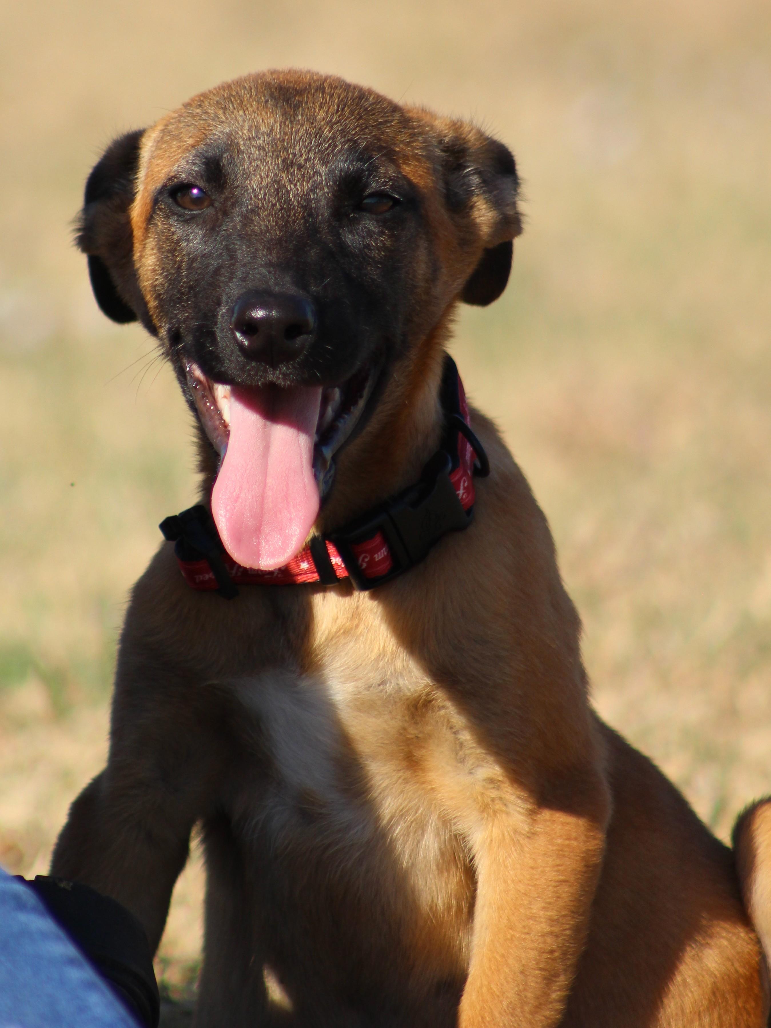 Bo Peep, adoptable, Puppy Female Belgian Shepherd / Malinois.