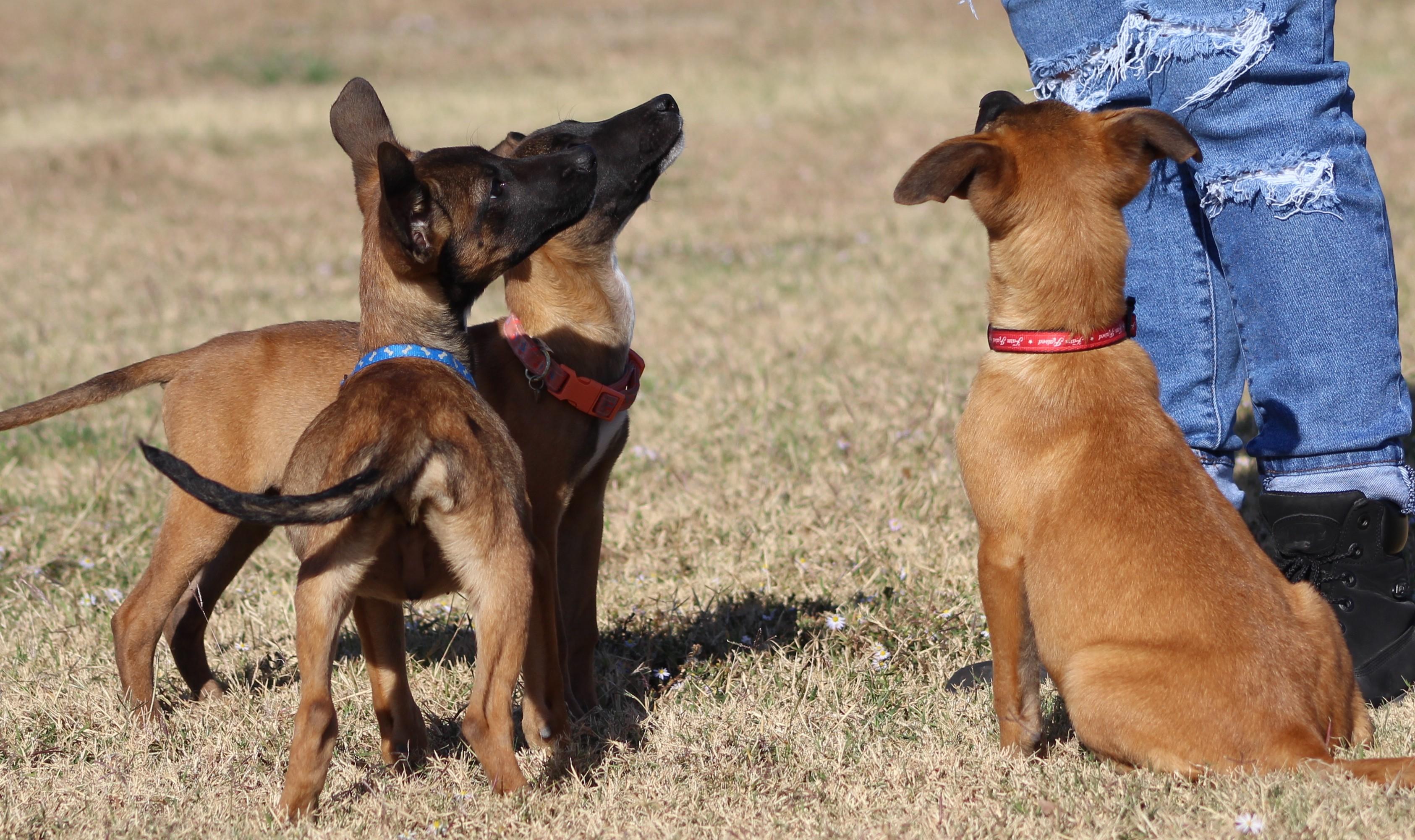 Enlarge Bo Peep, an adoptable Belgian Shepherd / Malinois in Temple, TX image 3/6