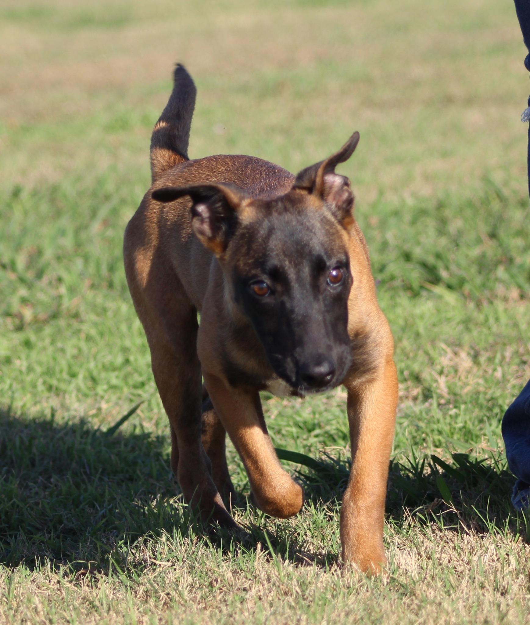 Enlarge Bo Peep, an adoptable Belgian Shepherd / Malinois in Temple, TX image 1/6