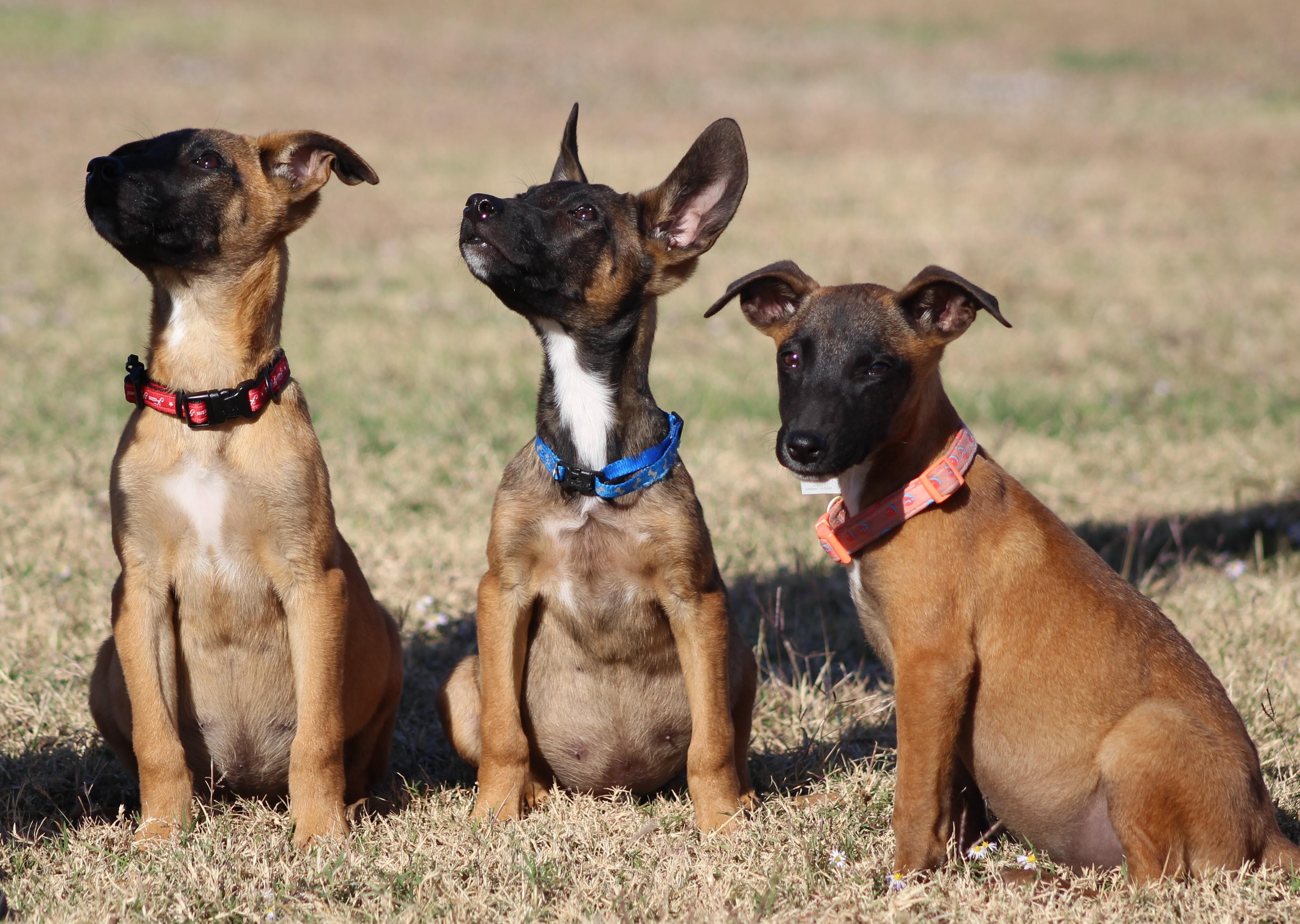 Enlarge Bo Peep, an adoptable Belgian Shepherd / Malinois in Temple, TX image 4/6
