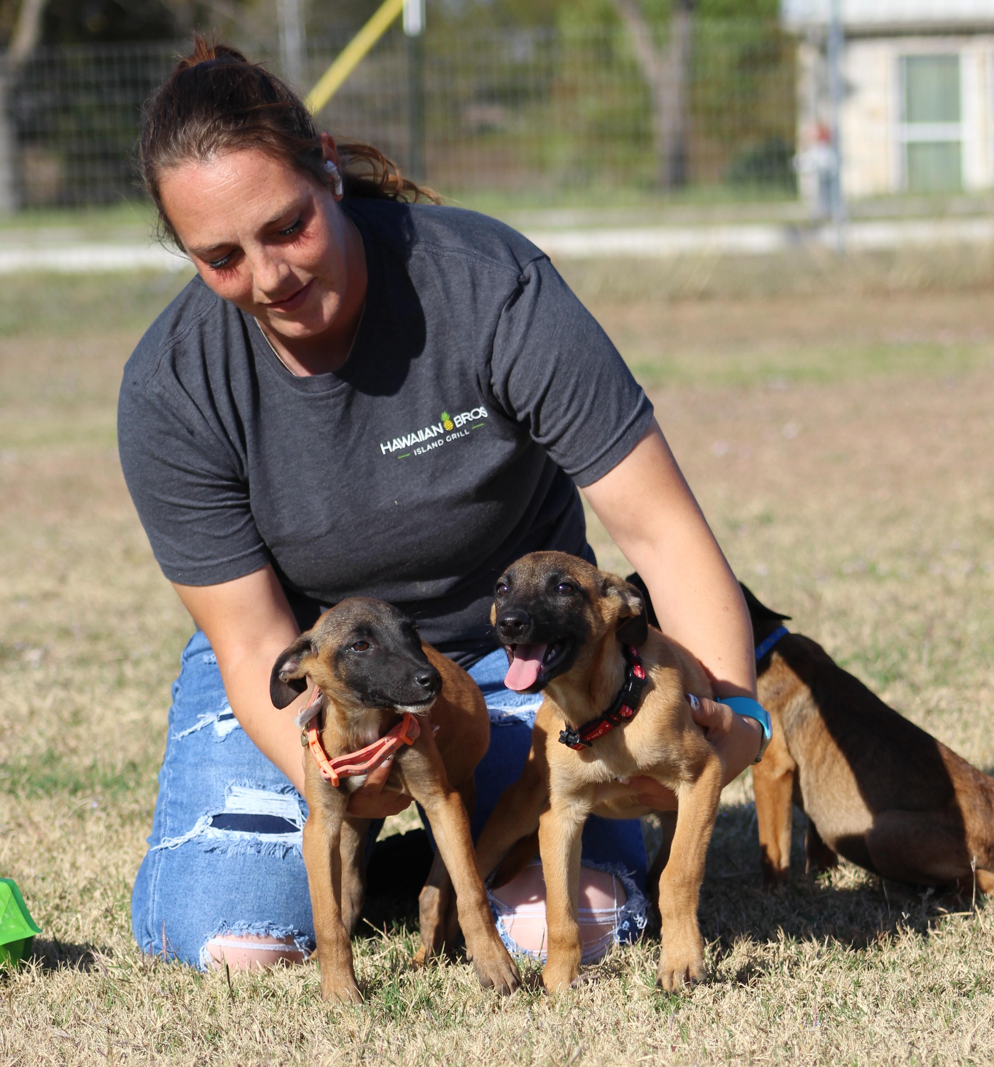 Enlarge Bo Peep, an adoptable Belgian Shepherd / Malinois in Temple, TX image 5/6