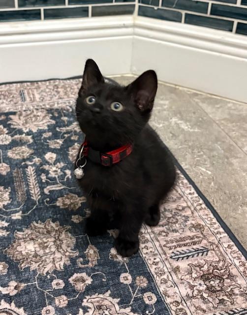 Enlarge Wiggles, an adopted mixed breed in Maitland, FL image 4/6