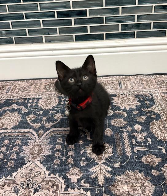 Enlarge Wiggles, an adopted mixed breed in Maitland, FL image 2/6