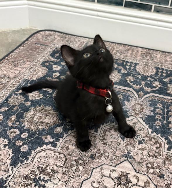 Wiggles, adopted, Kitten Female Bombay & American Shorthair.