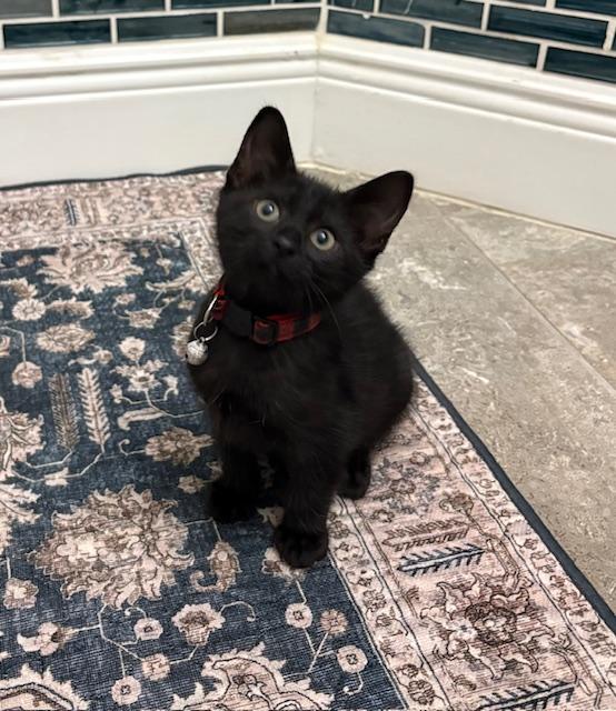 Enlarge Wiggles, an adopted mixed breed in Maitland, FL image 5/6