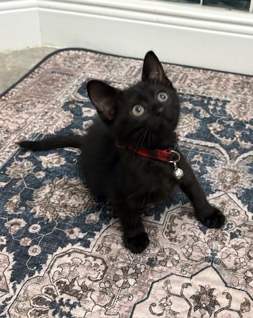 Enlarge Wiggles, an adopted mixed breed in Maitland, FL image 6/6