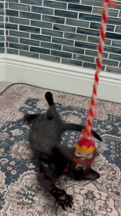 Enlarge Wiggles, an adopted mixed breed in Maitland, FL video 3/6