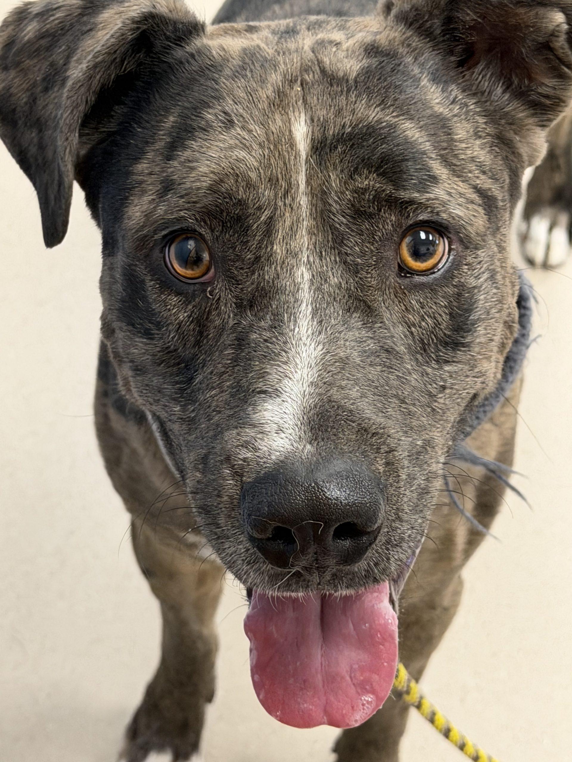 Baron, Adoptable, Adult Male Catahoula Leopard Dog & Pit Bull Terrier.